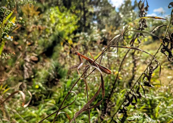 Gottesanbeterin thumbnail