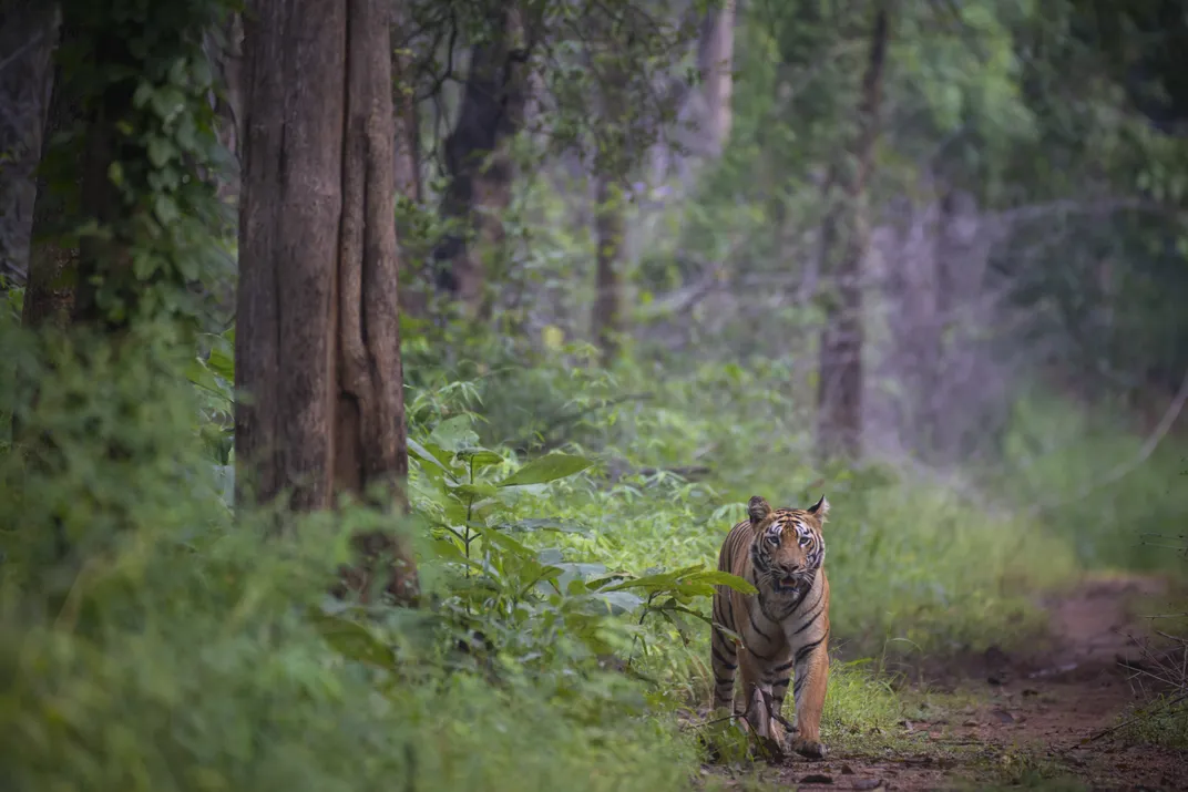 Is that my favourite tree? | Smithsonian Photo Contest | Smithsonian ...