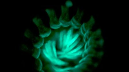 A long exposure of a Motyxia millipede highlights its greenish-blue glow
