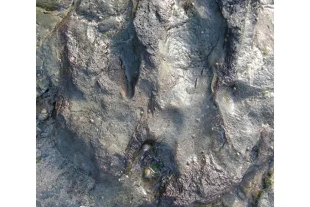 The dino print, before it was smashed