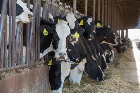 The Sacramento Municipal Utility District is working with dairy farms to provide on-site digesters for manure. 