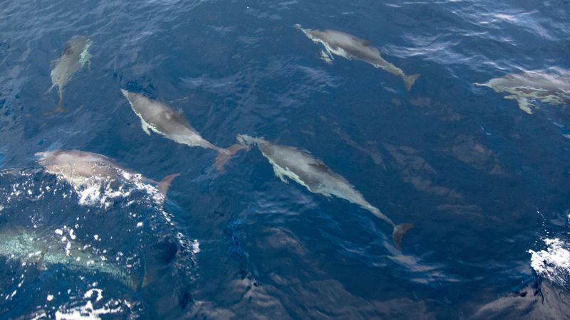 island of the blue dolphins karana true story