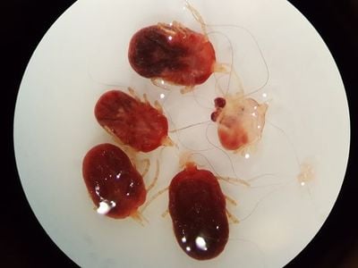 Bat ticks (Ornithodoros) under a microscope. These parasites primarily feed on bats and were collected from bats roosting beneath a Mayan Temple in Belize. Very little is known about these ticks and many species are unknown to science.