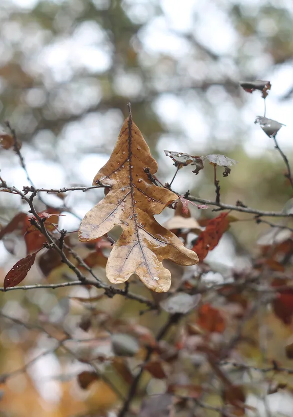 Falling Leaves thumbnail