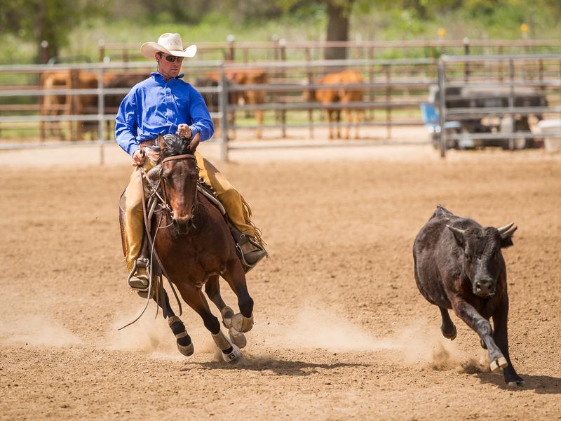 A cowboy working with his horse to cut cattle Smithsonian Photo