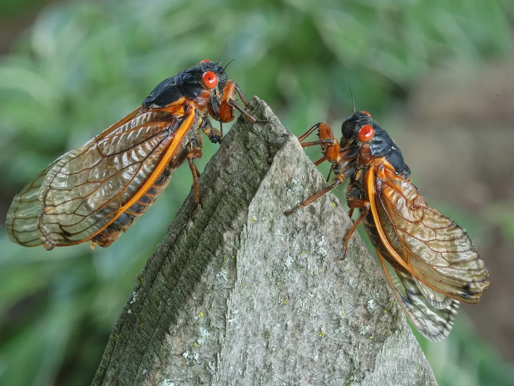 Two cicadas perched on a piece of wood