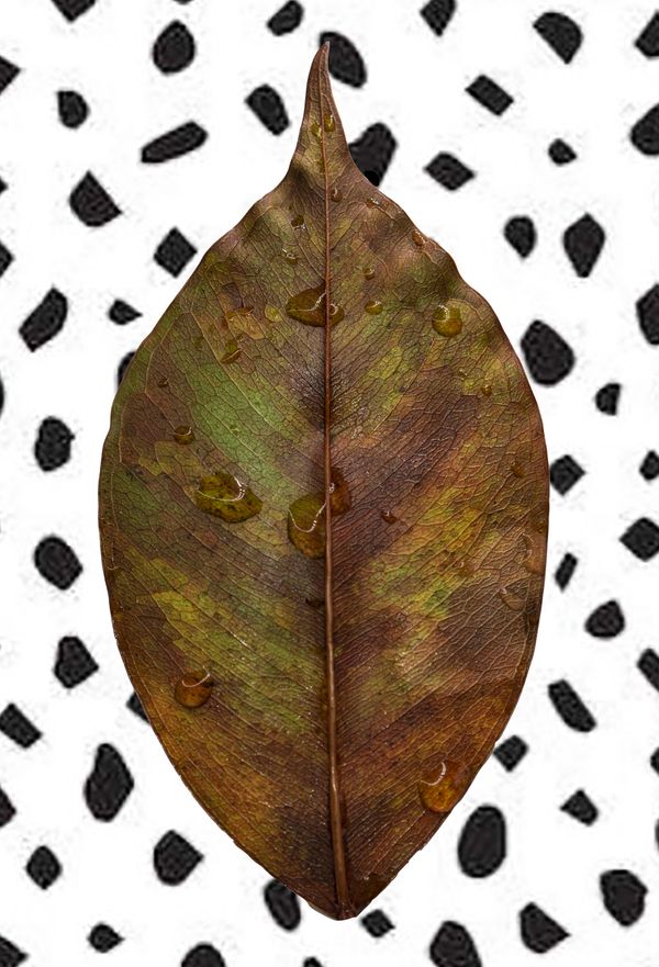 Brown Leaf with Black Dots thumbnail