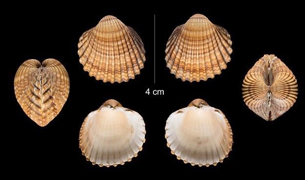 Orange clam shells on a black background.