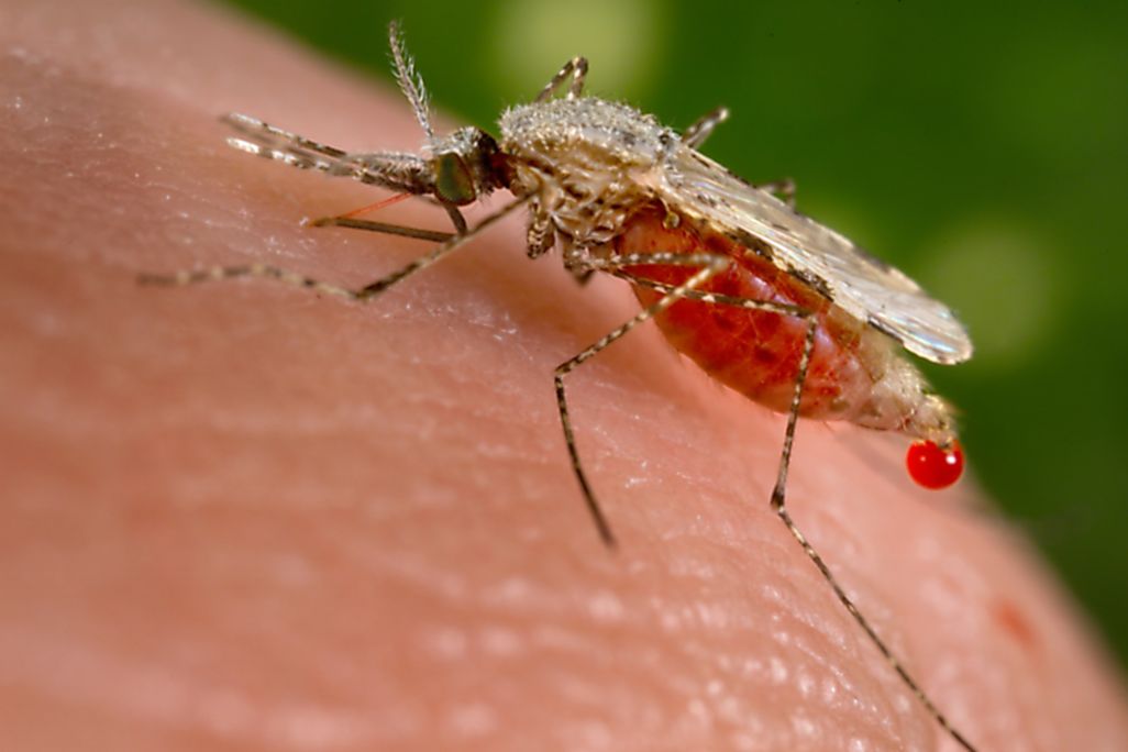 A close-up view of a mosquito biting a human with a droplet of blood emerging from the mosquito's abdomen.