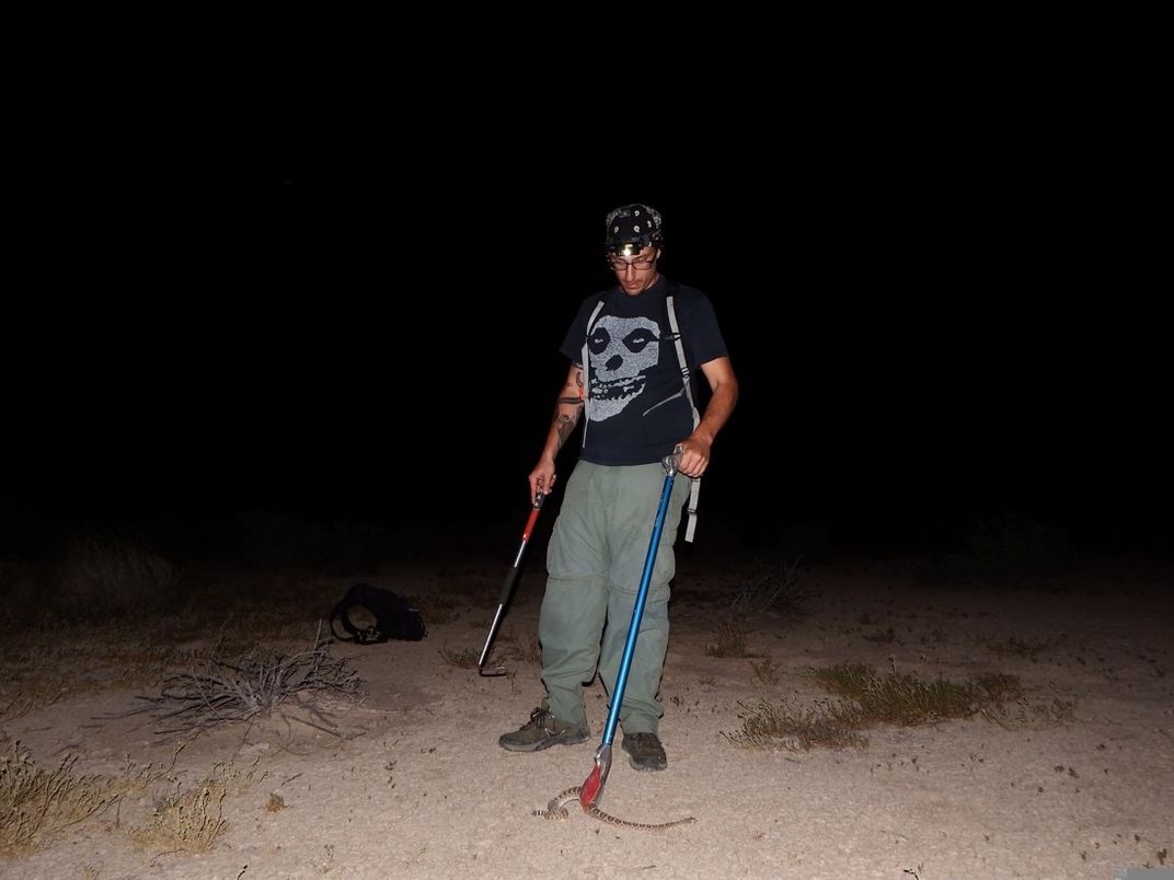 A person collects a snake at night.