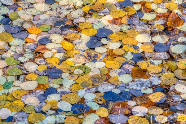 Aspen leaves float on a stream in the California mountains thumbnail