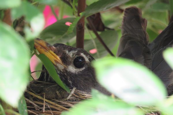 Bird in its Nest in a Rose Bush thumbnail