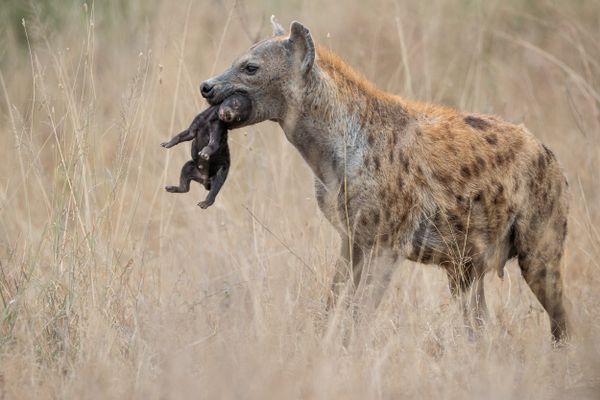 Mamma hyena with cub thumbnail
