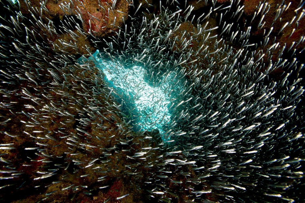 Silversides