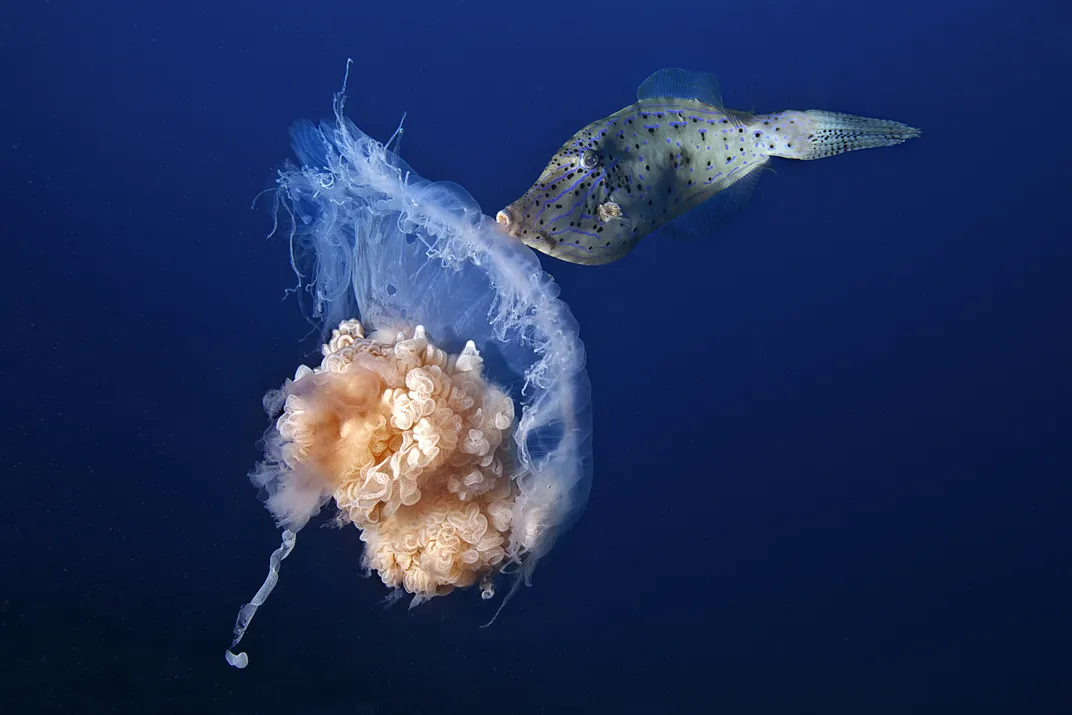 a jelly and fish in the ocean