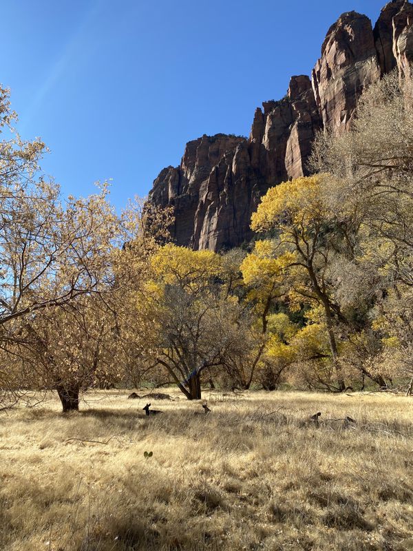 Wildlife and Autumn in Zion National Park thumbnail