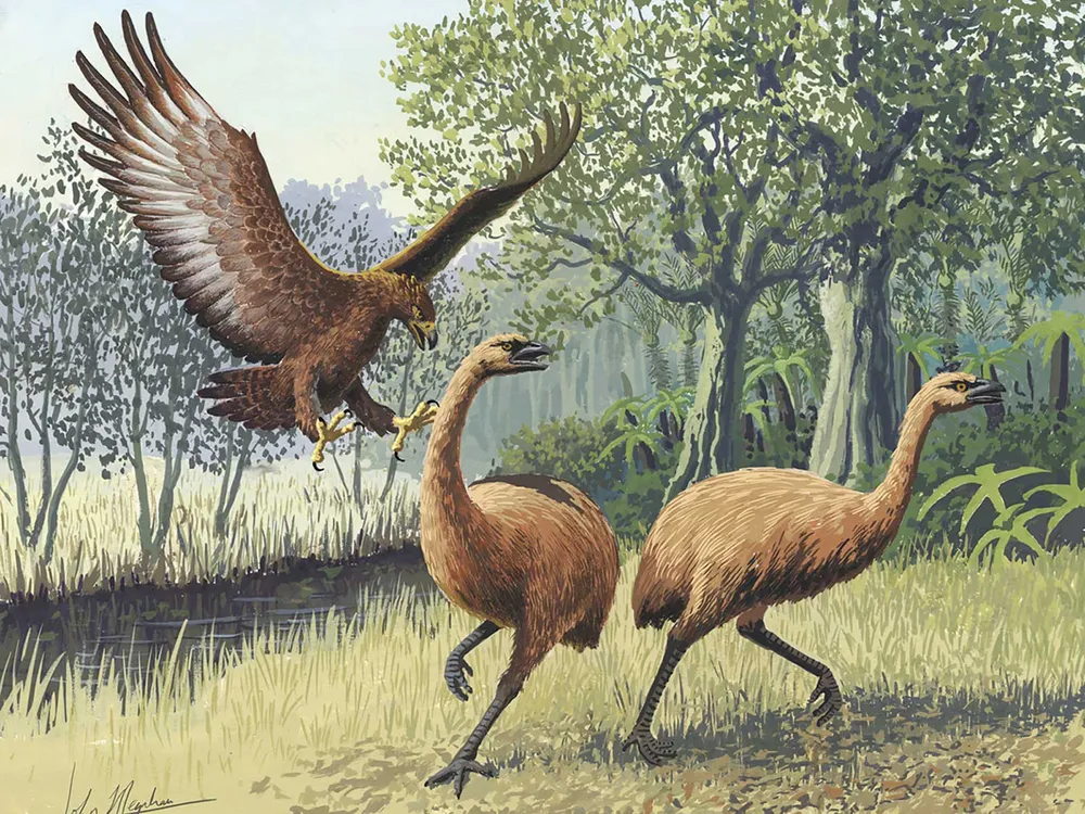 Giant Haast's Eagle Hunting Moa