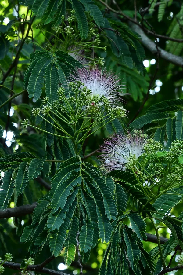 Mimosa tree in our back yard thumbnail