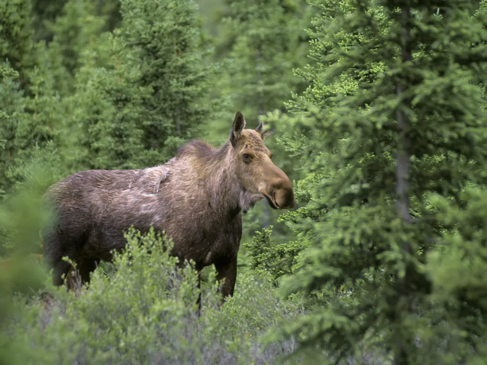 A moose amid trees