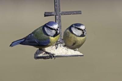 Blue tits being winter piggies.