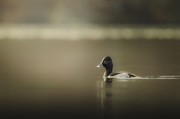 Droplet Ferry thumbnail