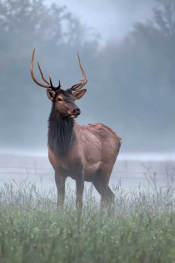 Young bull elk with fog at Buffalo National River thumbnail