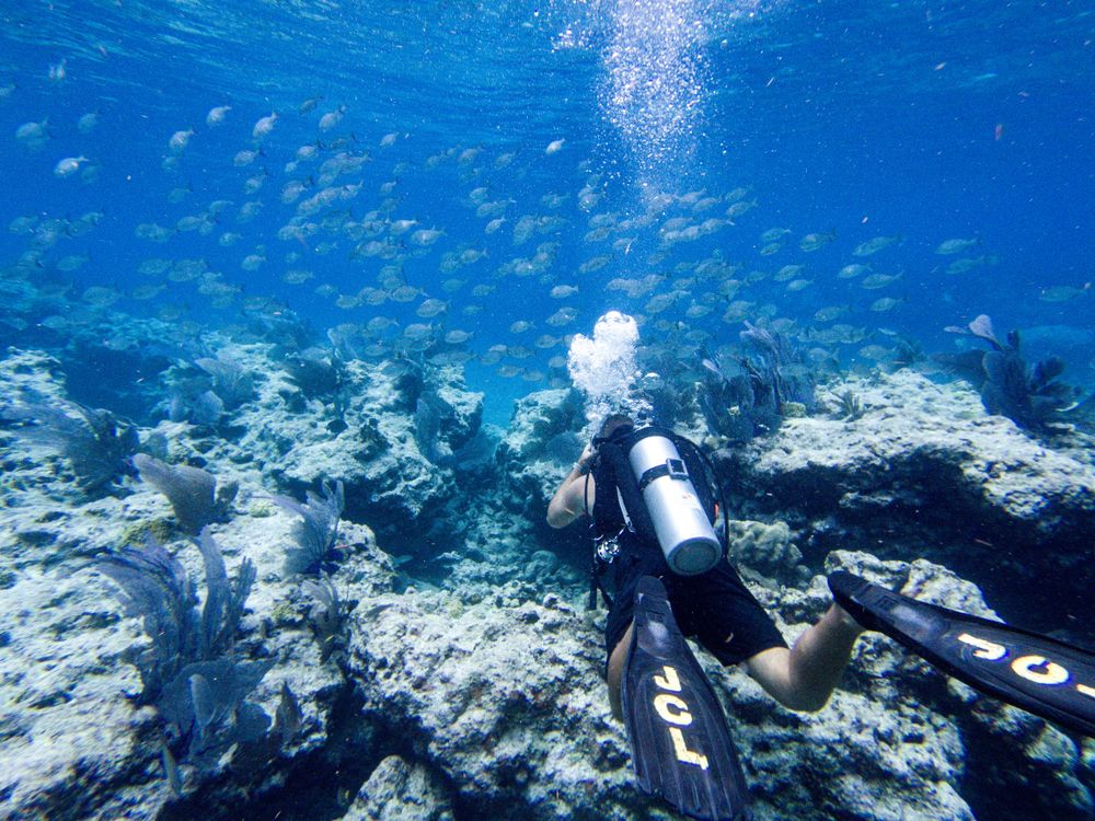 Diver swimming by coral reef