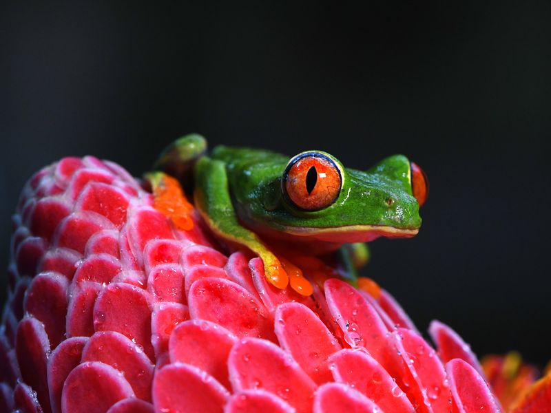 Ginger and the Frog Smithsonian Photo Contest Smithsonian Magazine