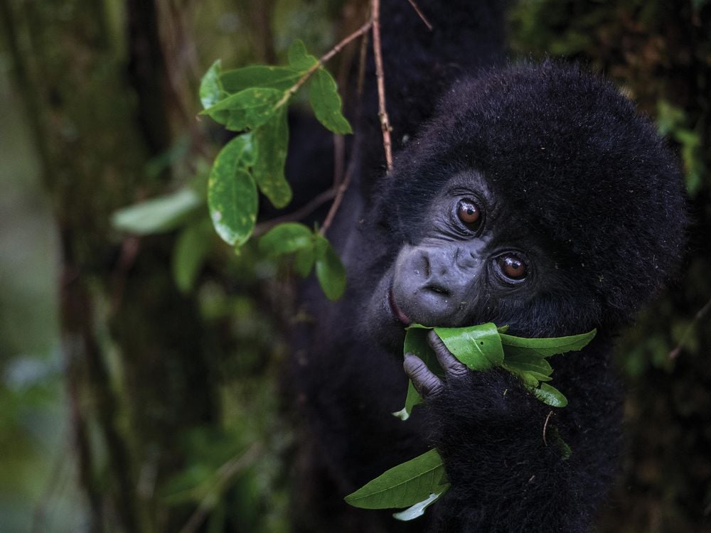 SOCIAL MEDIA OPENER In Uganda’s Mgahinga National Park, a 14-month-old male named Imbanzabigwi is poised to transition from mother’s milk to foraging.