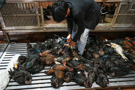 A worker catches chickens at a market in Cambodia, where a girl recently died from avian influenza.