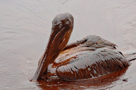 After the Deepwater Horizon oil blowout in 2010, rescuers rushed to save birds, like this pelican. In the end, it didn’t really matter, most birds died. 
