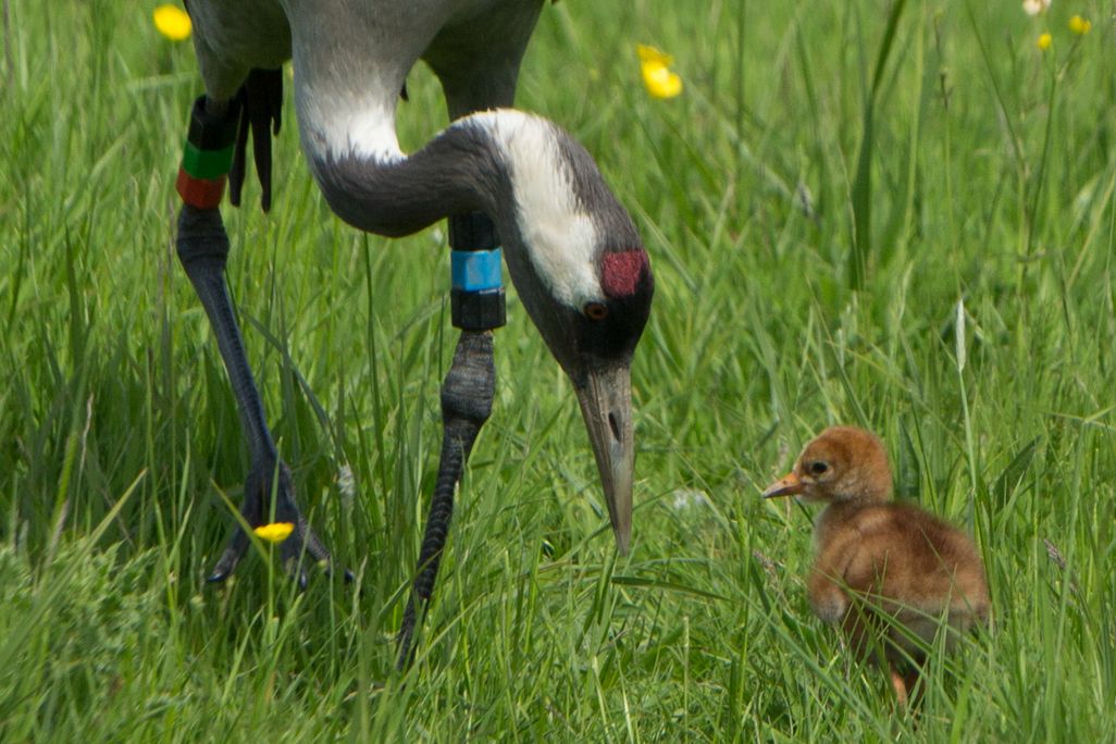 Crane chick Graham Hann5.jpg