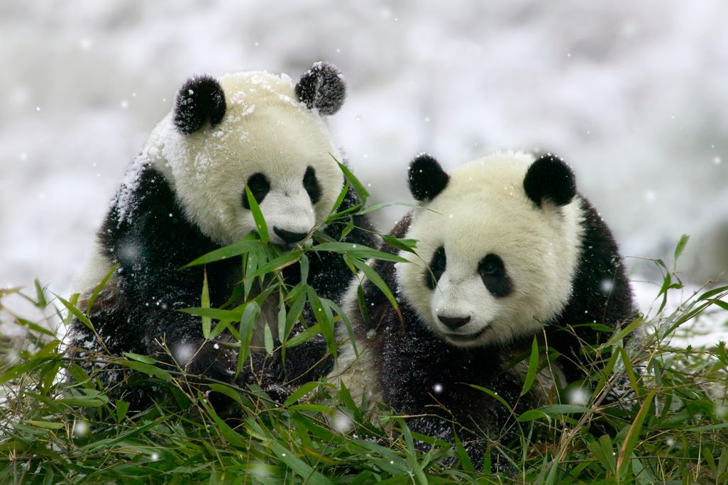 panda bears