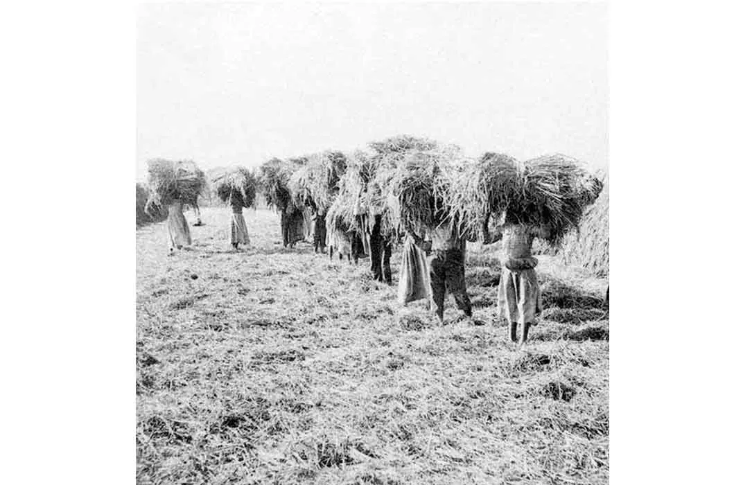 Carrying rice