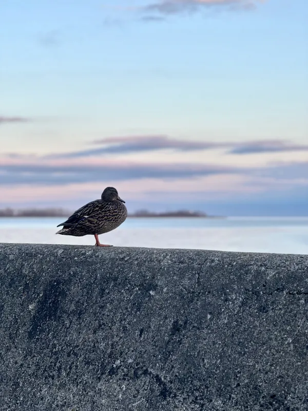 Solitude on Lake Ontario thumbnail
