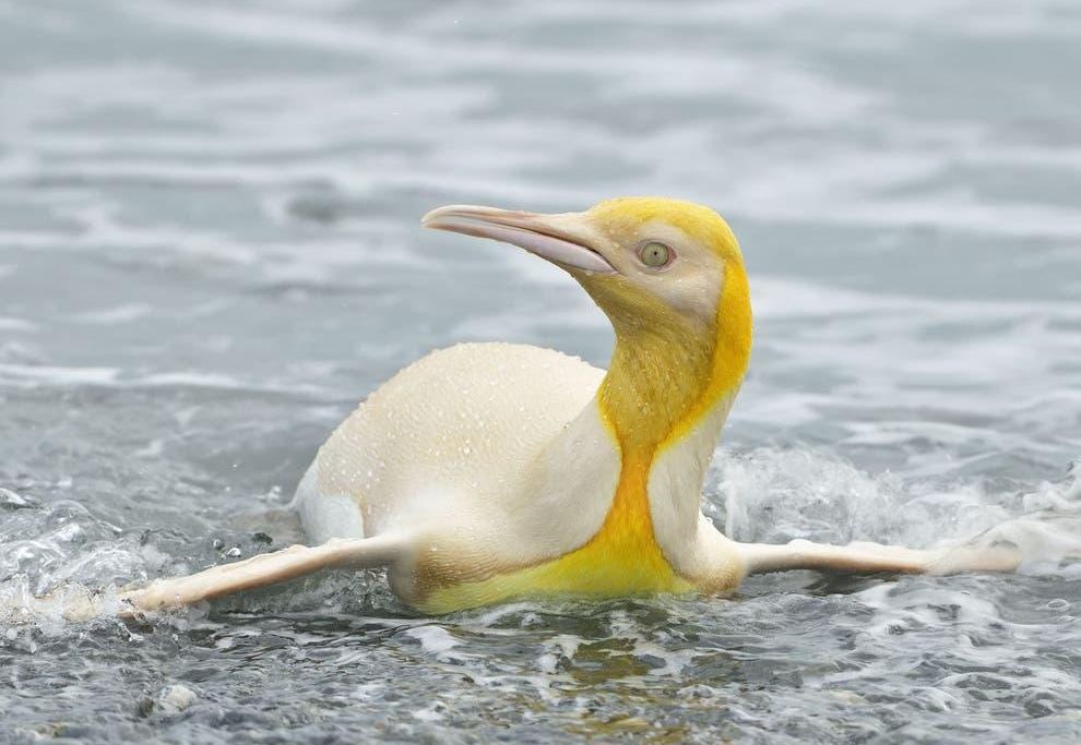 A king penguin with yellow plumage is seen swiming towards the camera