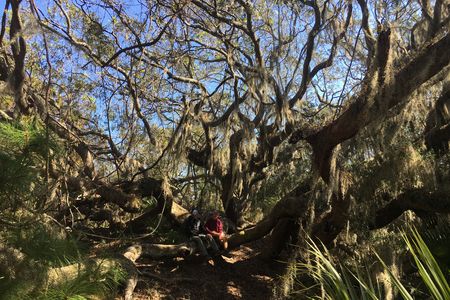The author Brett McNish and Fred Hay perch in a live oak on Sapelo island.