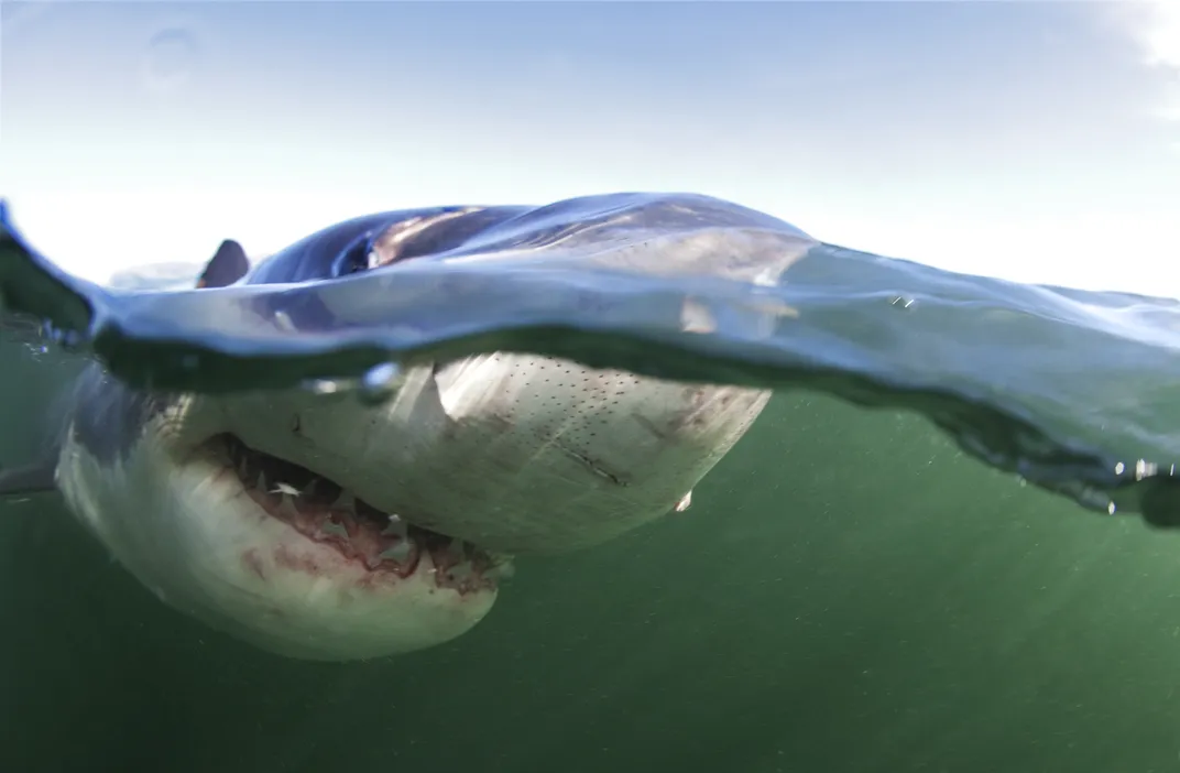 a shark showing its teeth is shown partly above water