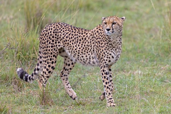A Cheetah Mother thumbnail