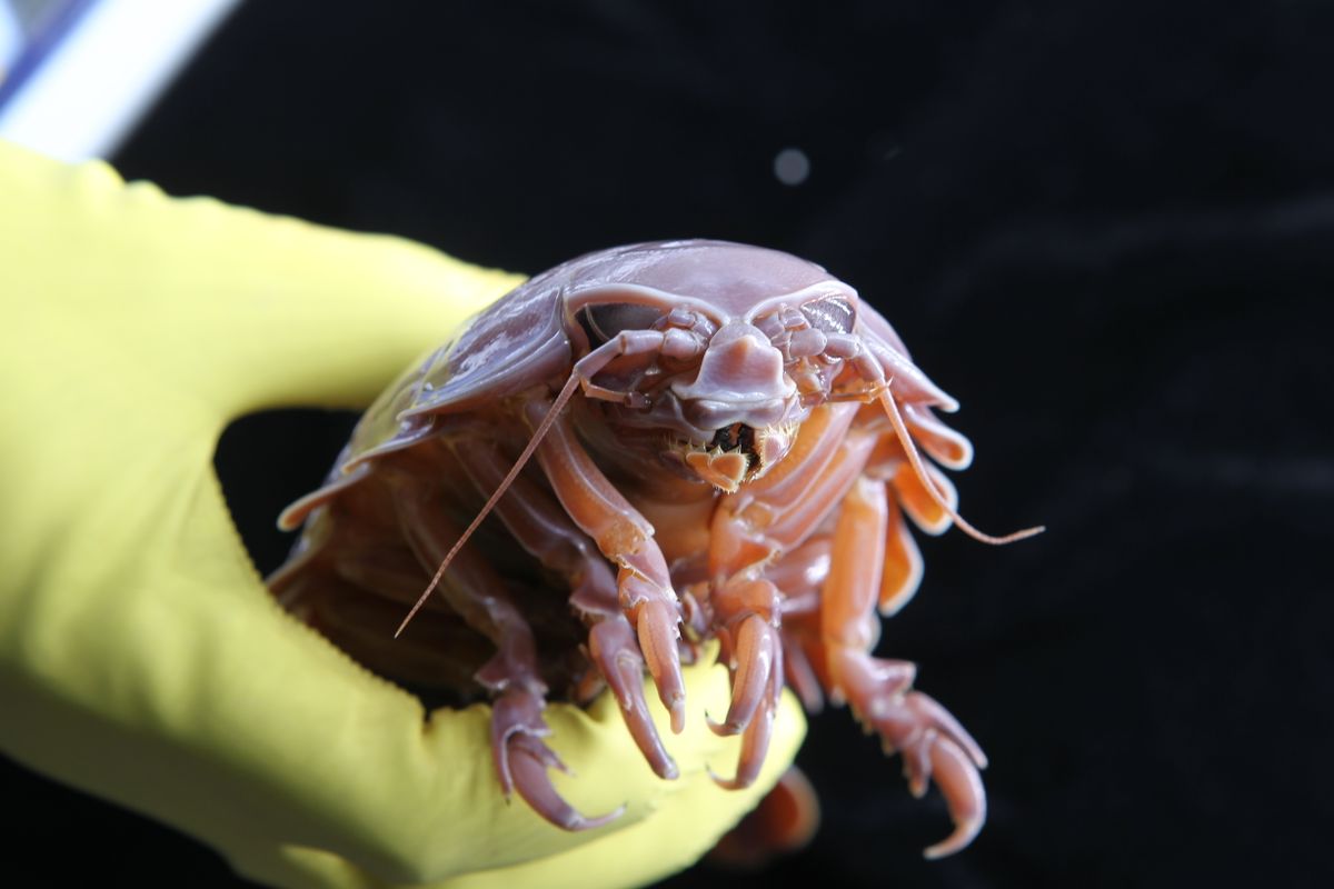 Some of these curious crustaceans can survive for more than five years between meals, a feat that has puzzled researchers, given the isopods’ massive size. <htt