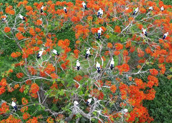 Birds Amidst the Flame Tree Blossoms thumbnail