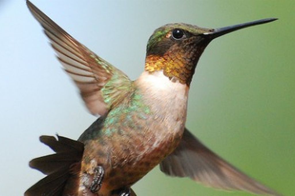 Hummingbirds