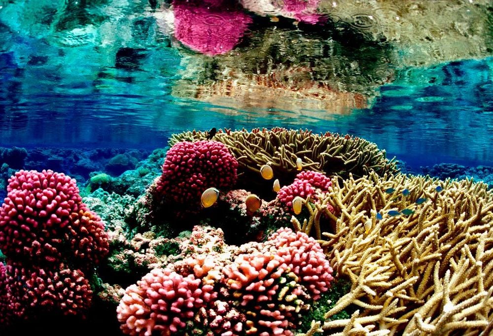 coral reefs in danger before and after