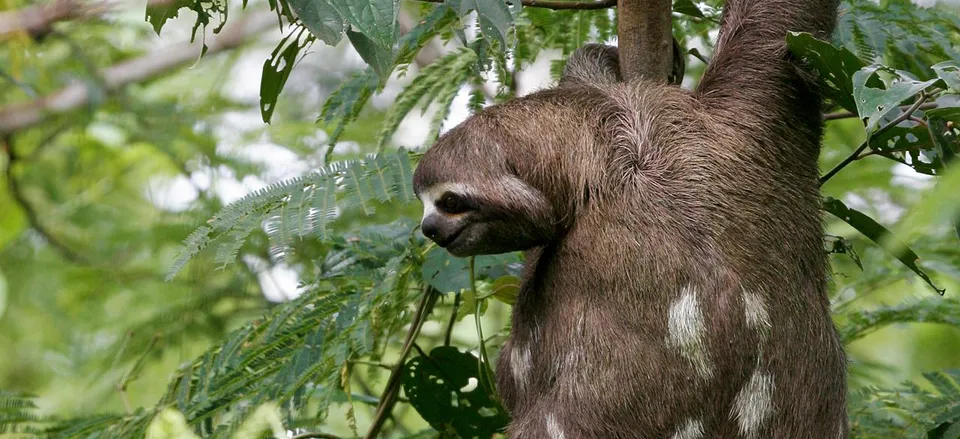  A sloth in the Amazon 