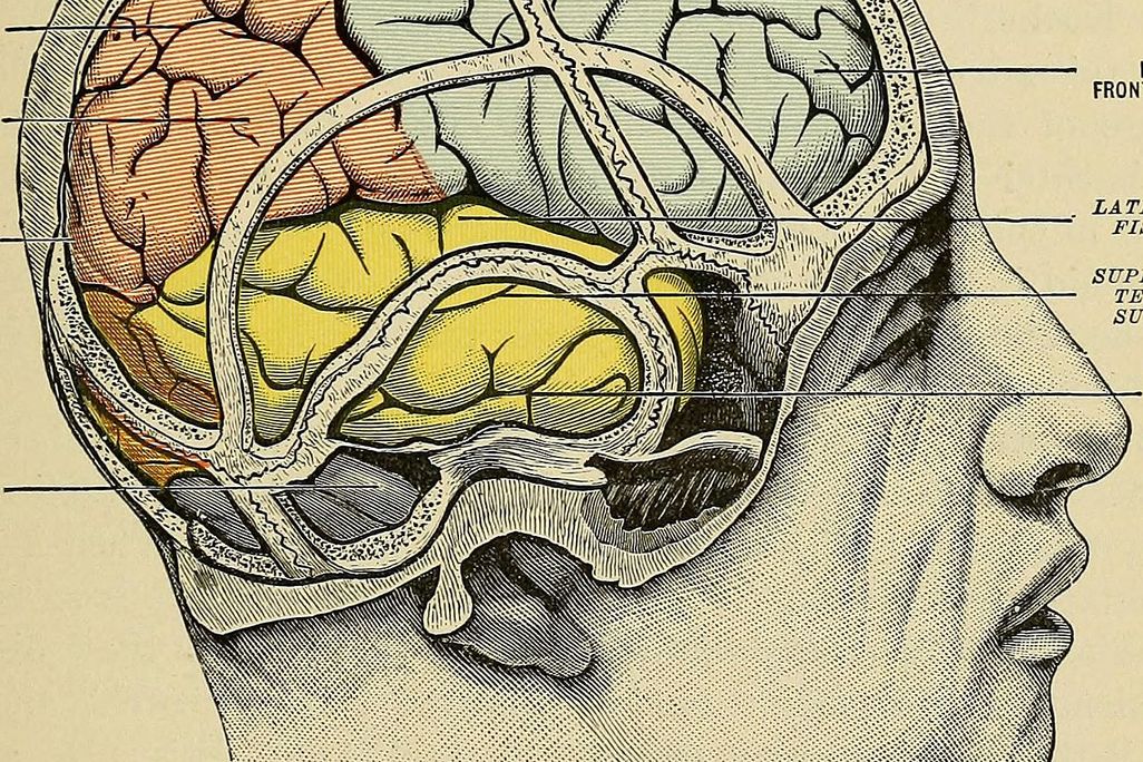 Brains