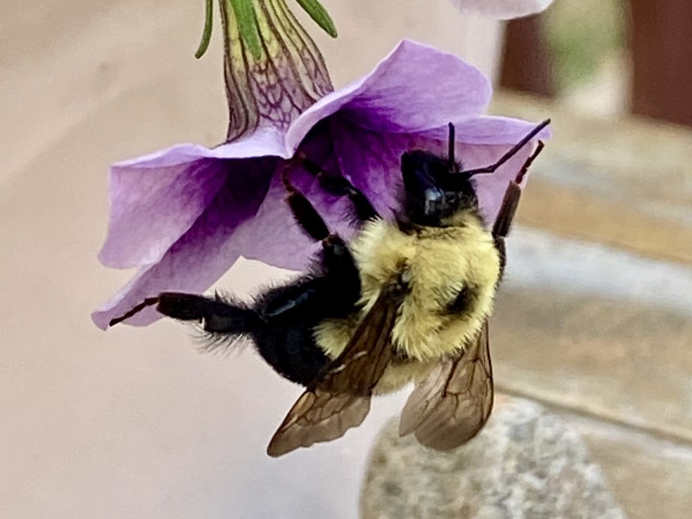 Bumblebee hard at work | Smithsonian Photo Contest | Smithsonian Magazine