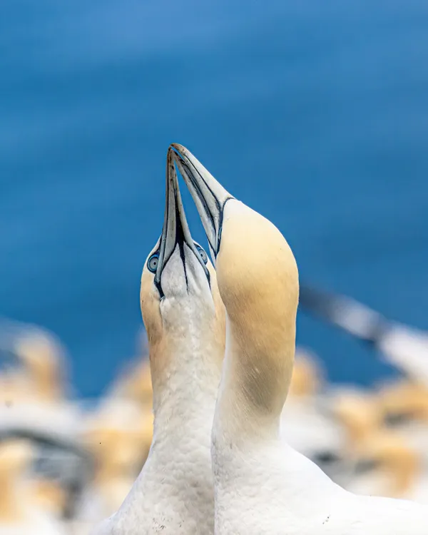 Kissing Northern Gannets thumbnail