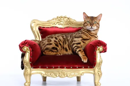 Cats rule the world. But how did they get here?