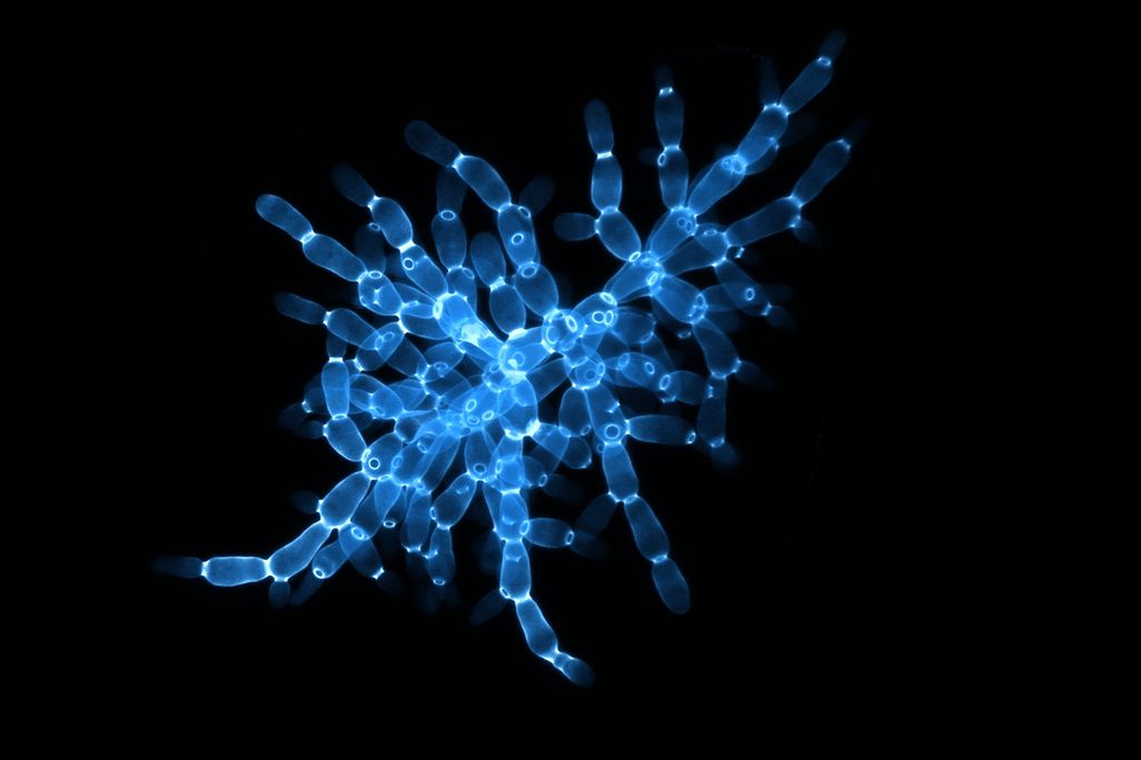 Snowflake yeast