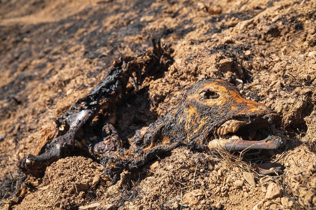 A burnt calf carcass